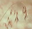Cheat Grass